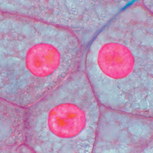 The Cell Structure Microslide